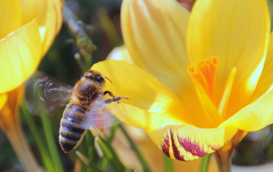 A mezei méh magas vérnyomás esetén történő alkalmazása, Tartalomjegyzék